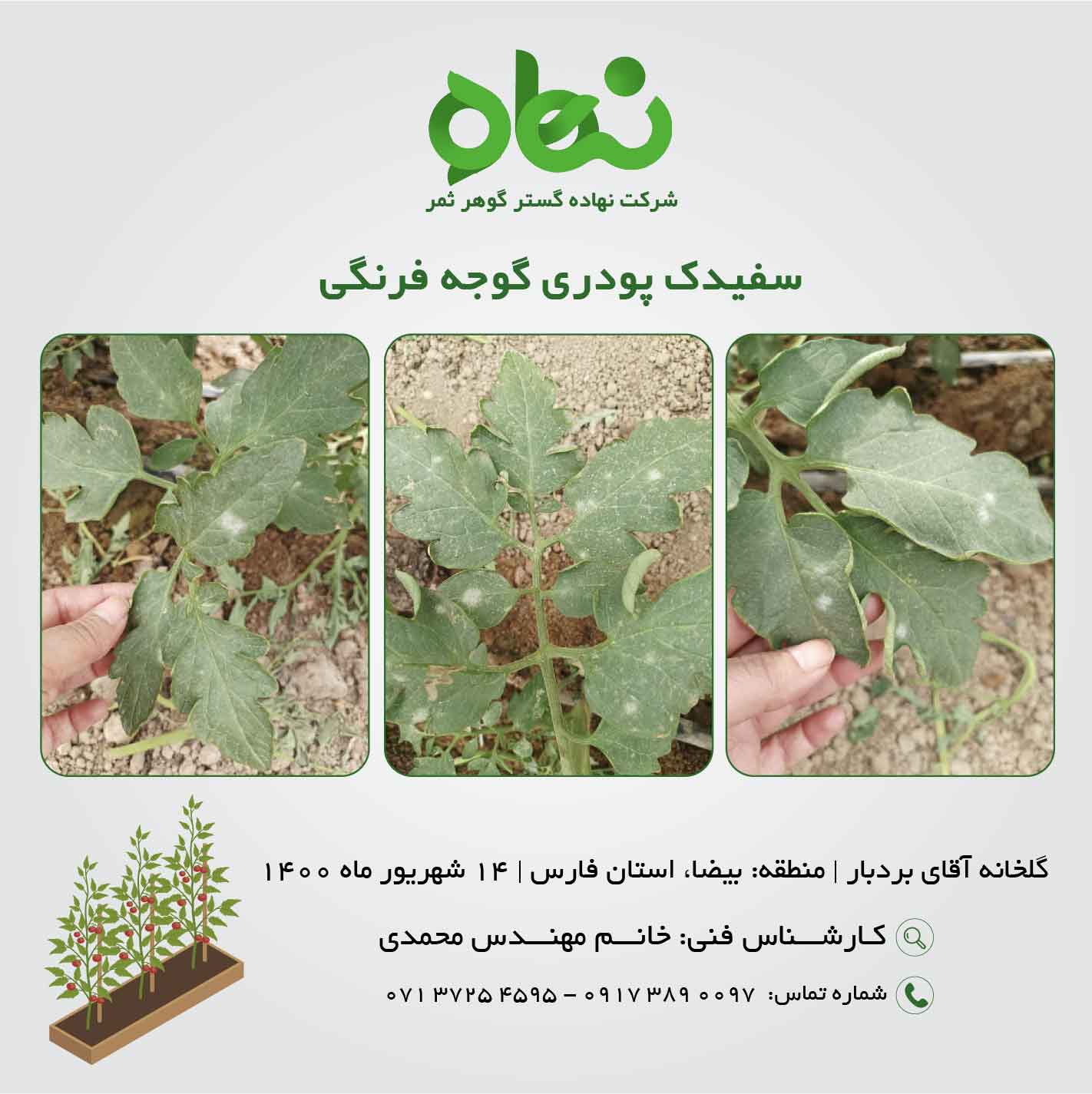 سفیدک پودری گوجه فرنگی